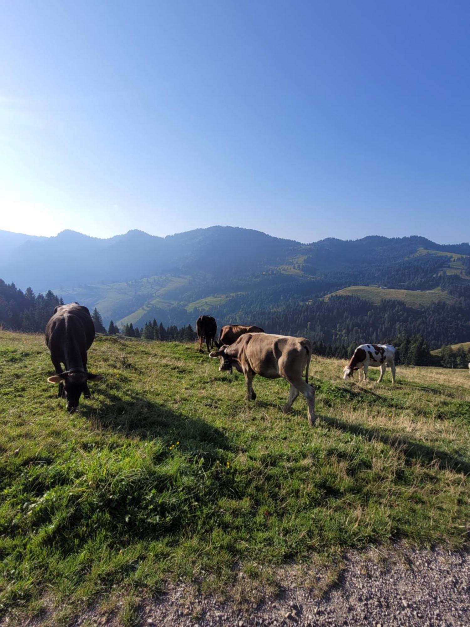 Allgaeublick Lägenhet Wangen im Allgäu Exteriör bild