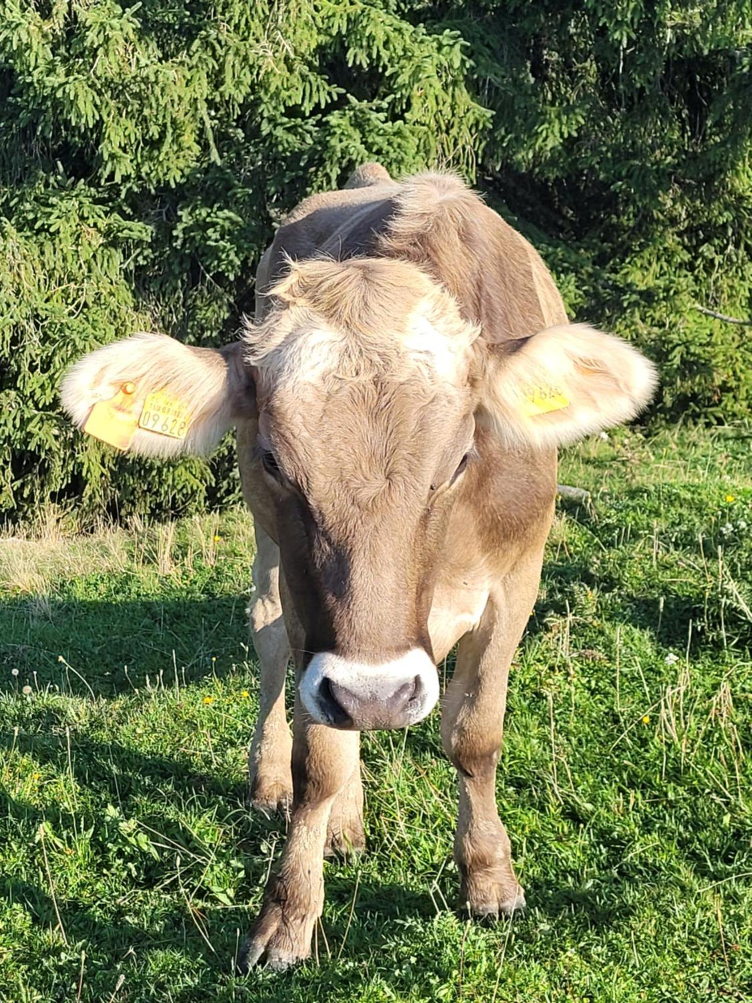 Allgaeublick Lägenhet Wangen im Allgäu Exteriör bild